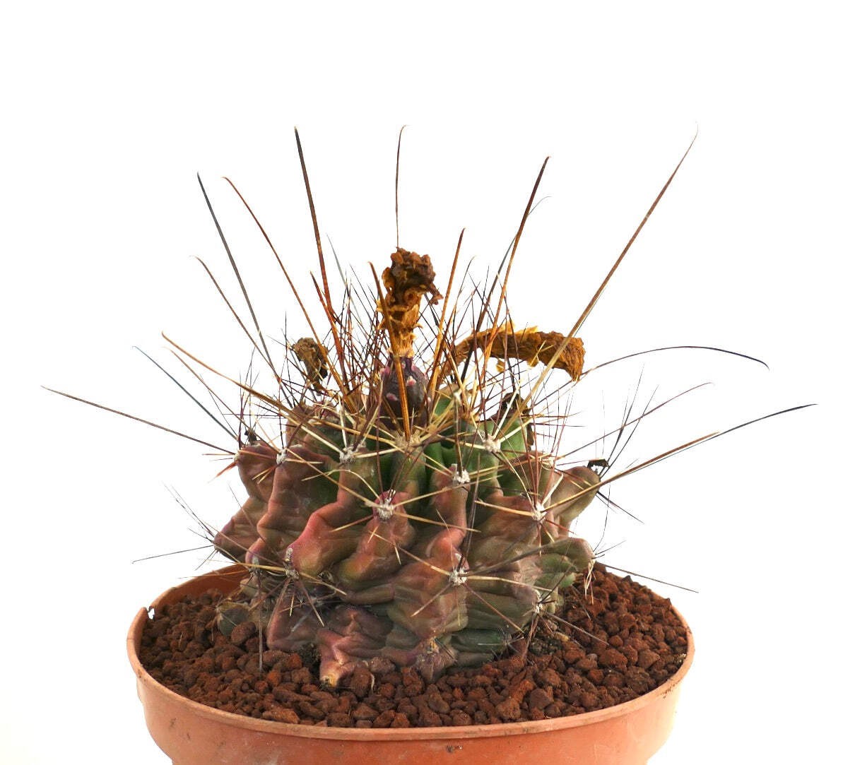 Ferocactus hamatacanthus UNUSUAL RIBS FORMS – Texas barrel cactus | Hooked barre