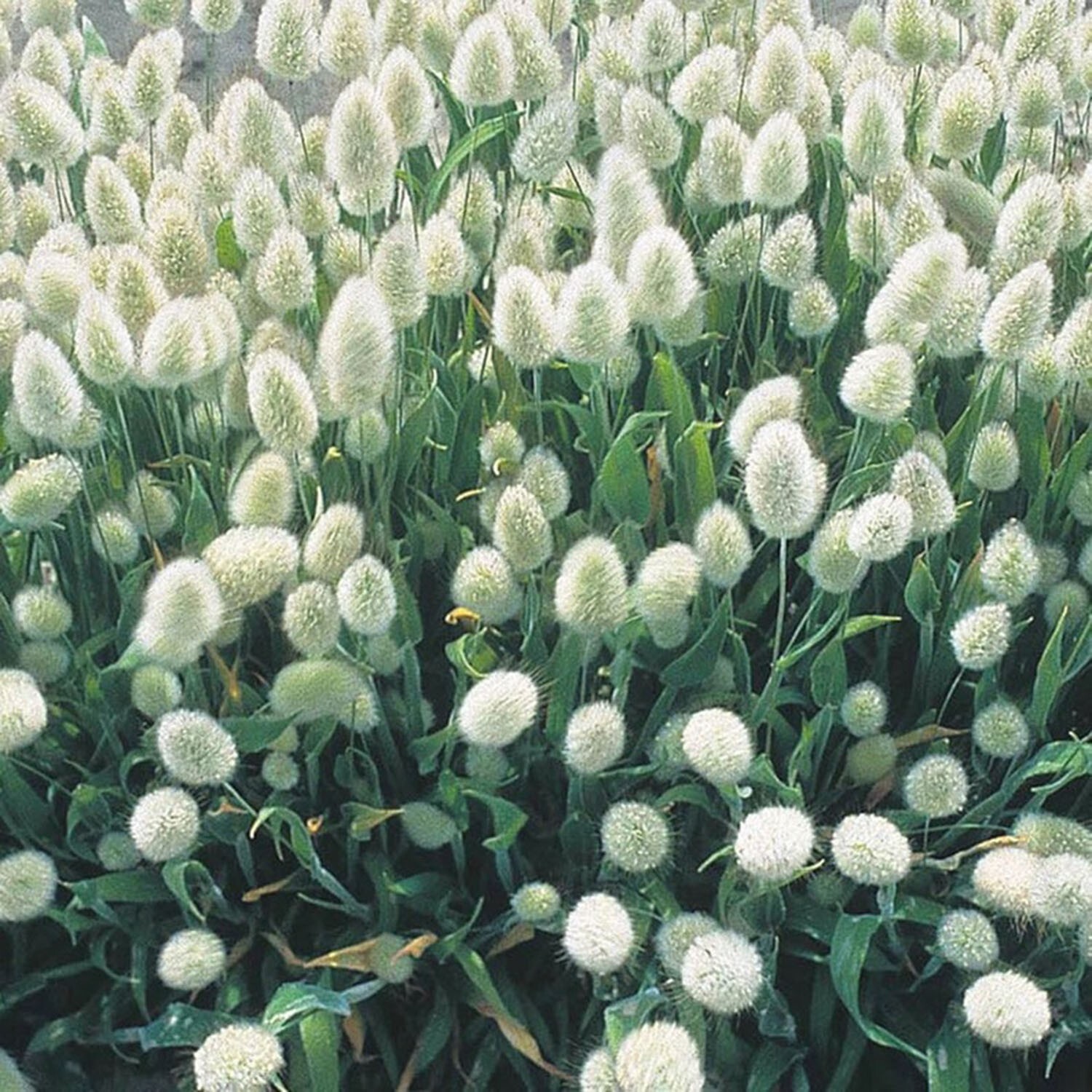 50 Pcs Bunny Tails Flower Seeds