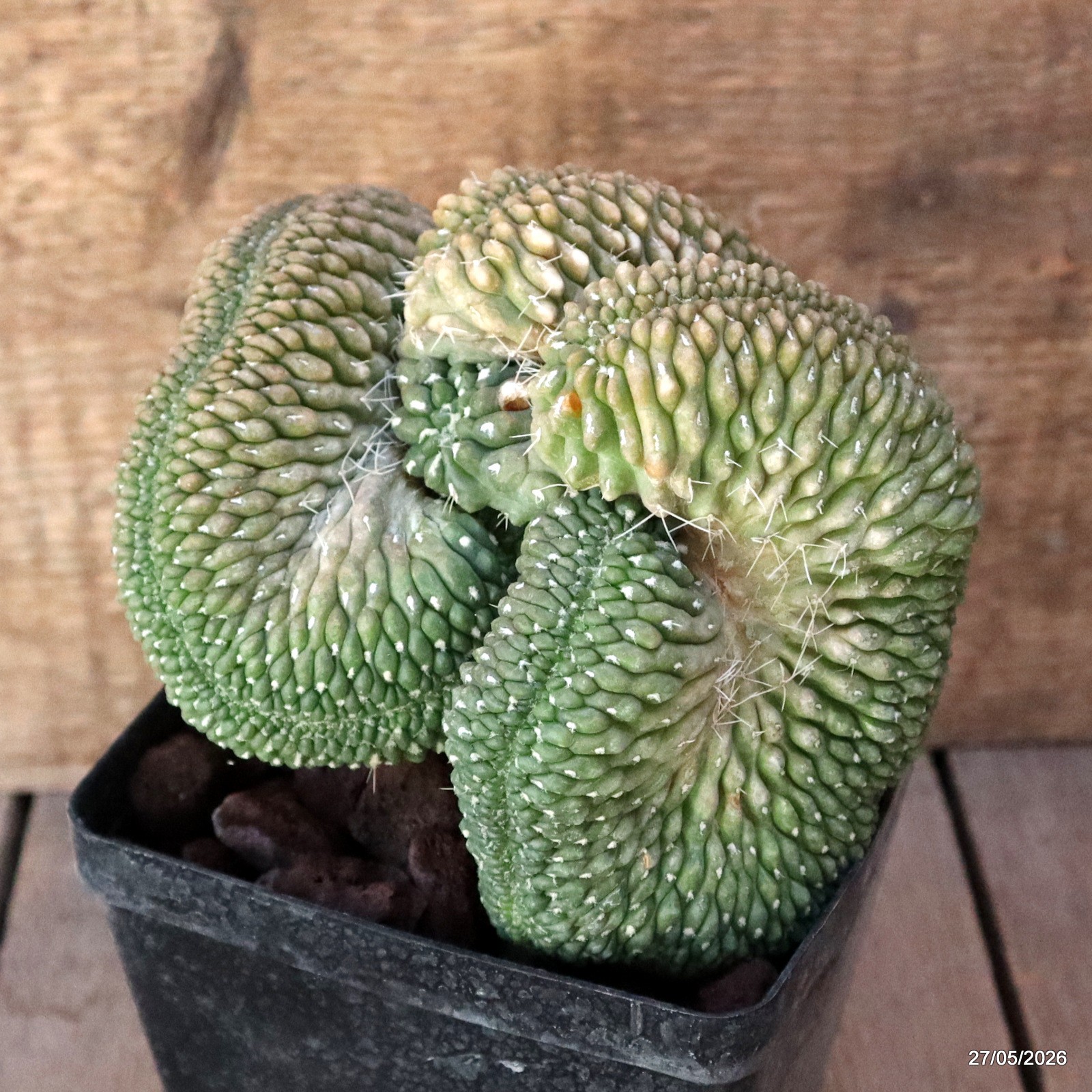 A7151 GYMNOCALYCIUM BALDIANUM CRESTED GRAFT pot12-H13-W14 cm MaMa Cac