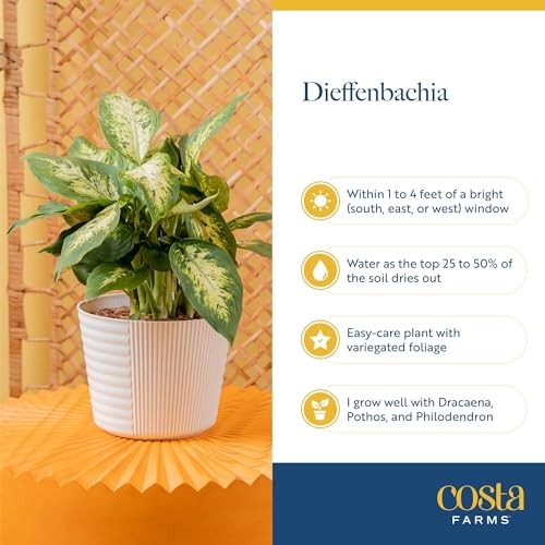 Dumb Cane Live Plant in 1 Foot Tall Indoor Garden Plant Pot Dieffenbachia