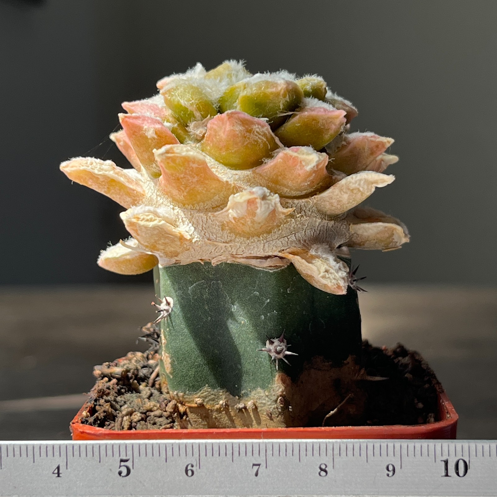A53-4303 Cactus (retusus x kotsch), grafted