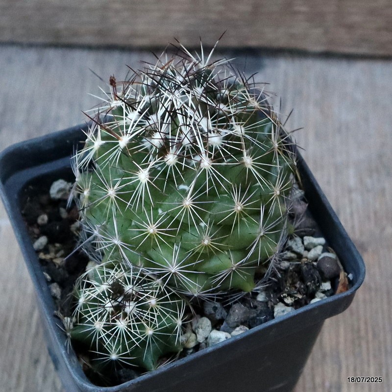 D5379 CORYPHANTHA NICKELSAE pot8-H7-W8 cm MaMa Cactus