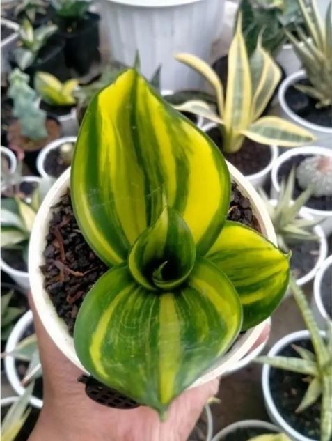 Sansevieria Green Mould Striata Variegated Rare Uniqe Snake Plant