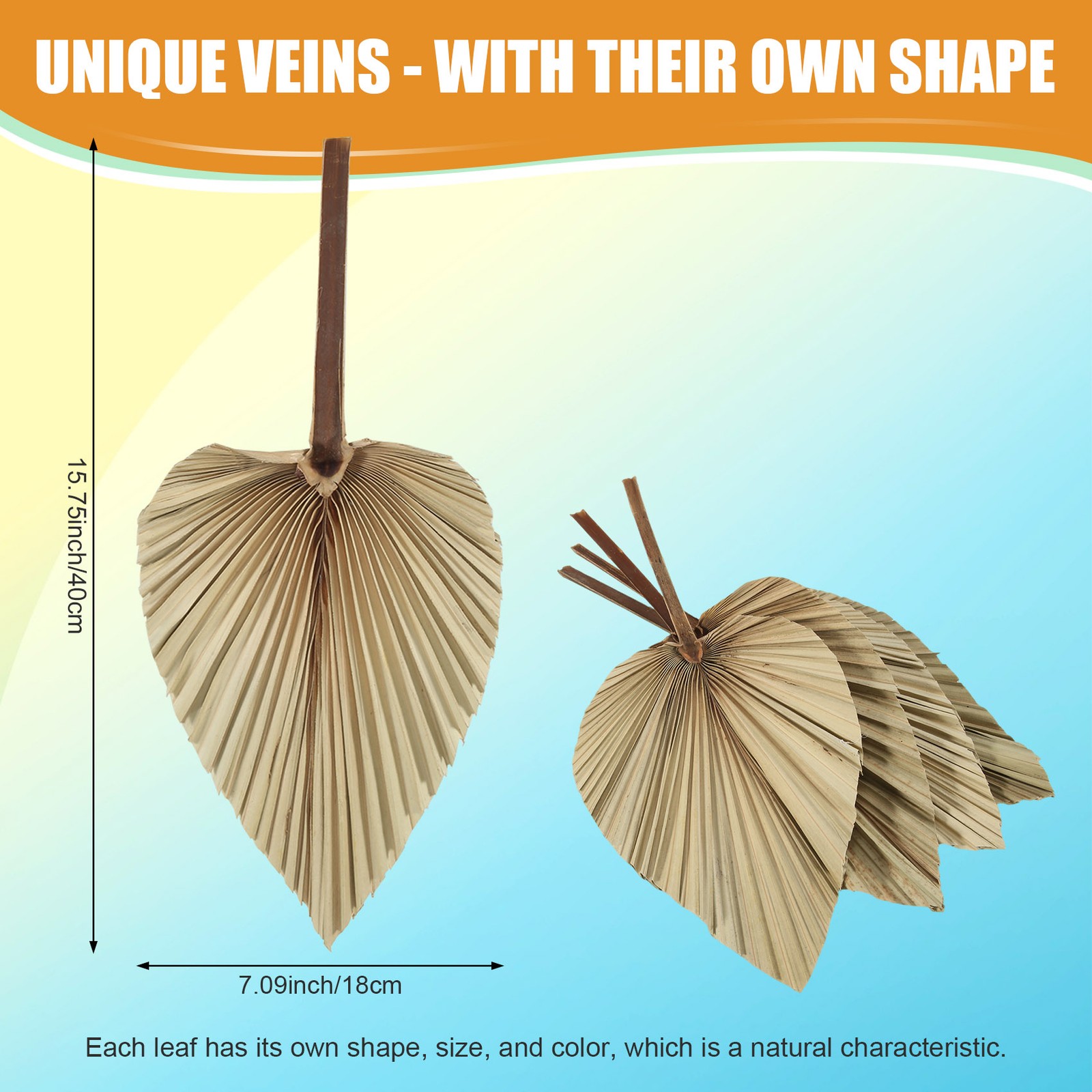 5Pcs Natural Dried Palm Leaves Tropical Dried Palm Fans Boho Dry Leaves5066