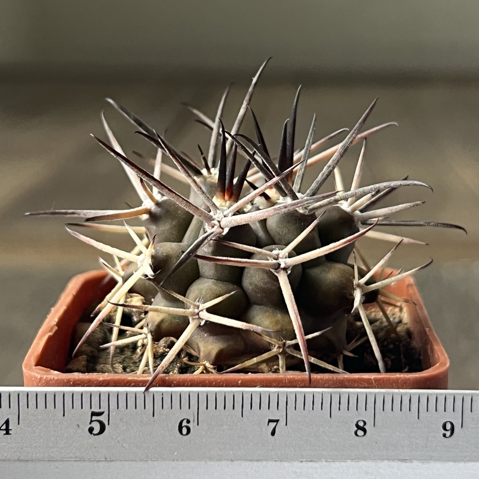 A37-417. G. delaetii, spine selection In 2 generation, own root