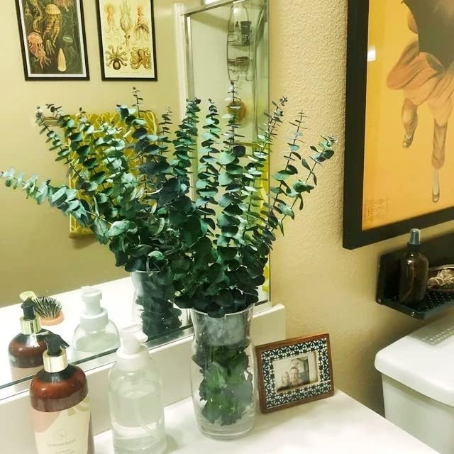 20 tallos de eucalipto secos preservados para Decoración de ducha,Florero Hogar
