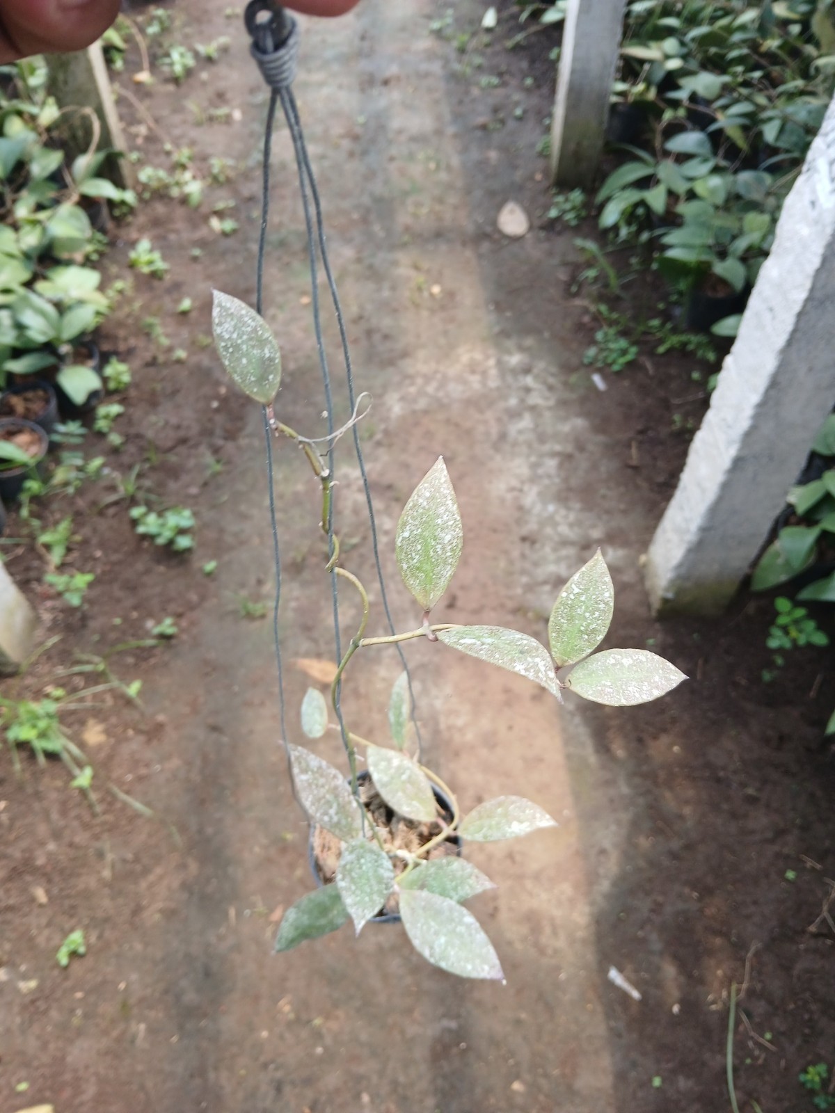 Real Picture Hoya Walliniana Splash Lush Leaves Rare Plant