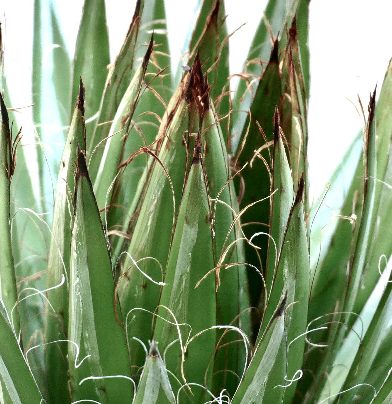 Agave schidigera cv ‘White Stripe’ 10-20cm | Thread agave | Agave – Cultivar wit