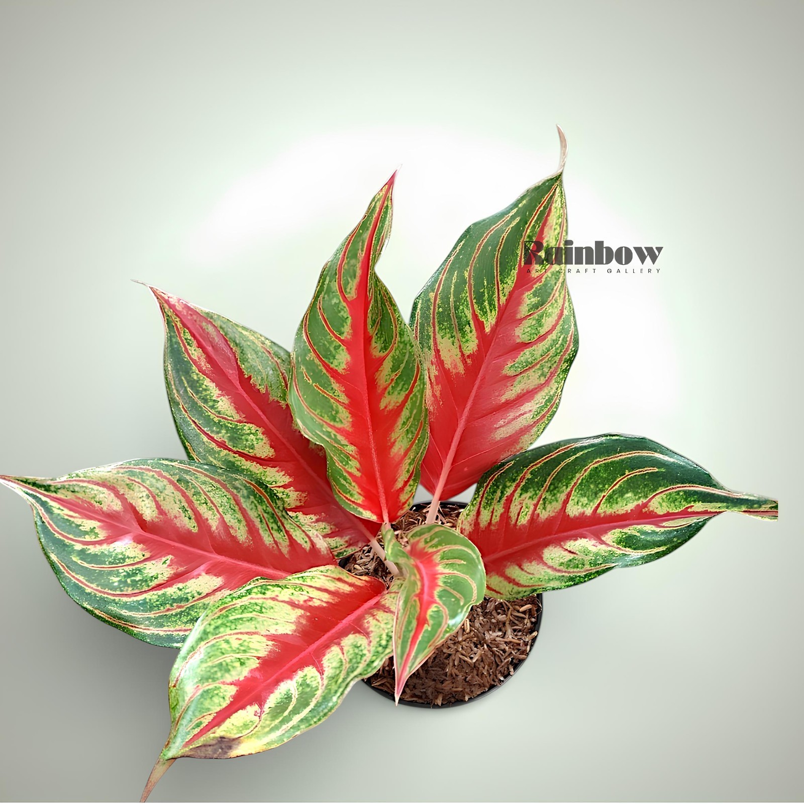 Aglaonema Red Sunset Beatiful Ornamental Plant