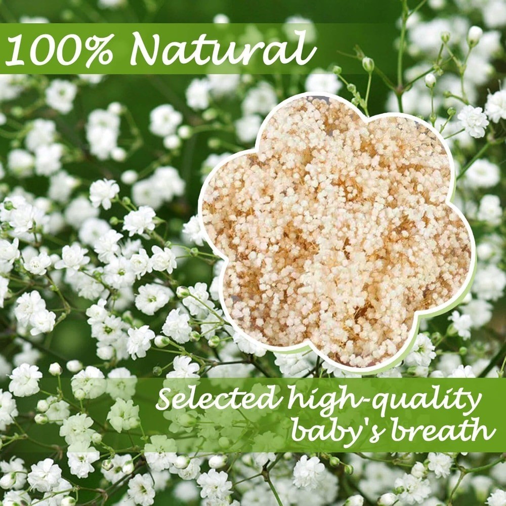 Dried Baby’s Breath Bulk 17 Ivory White Gypsophila Bouquet Natural Floral