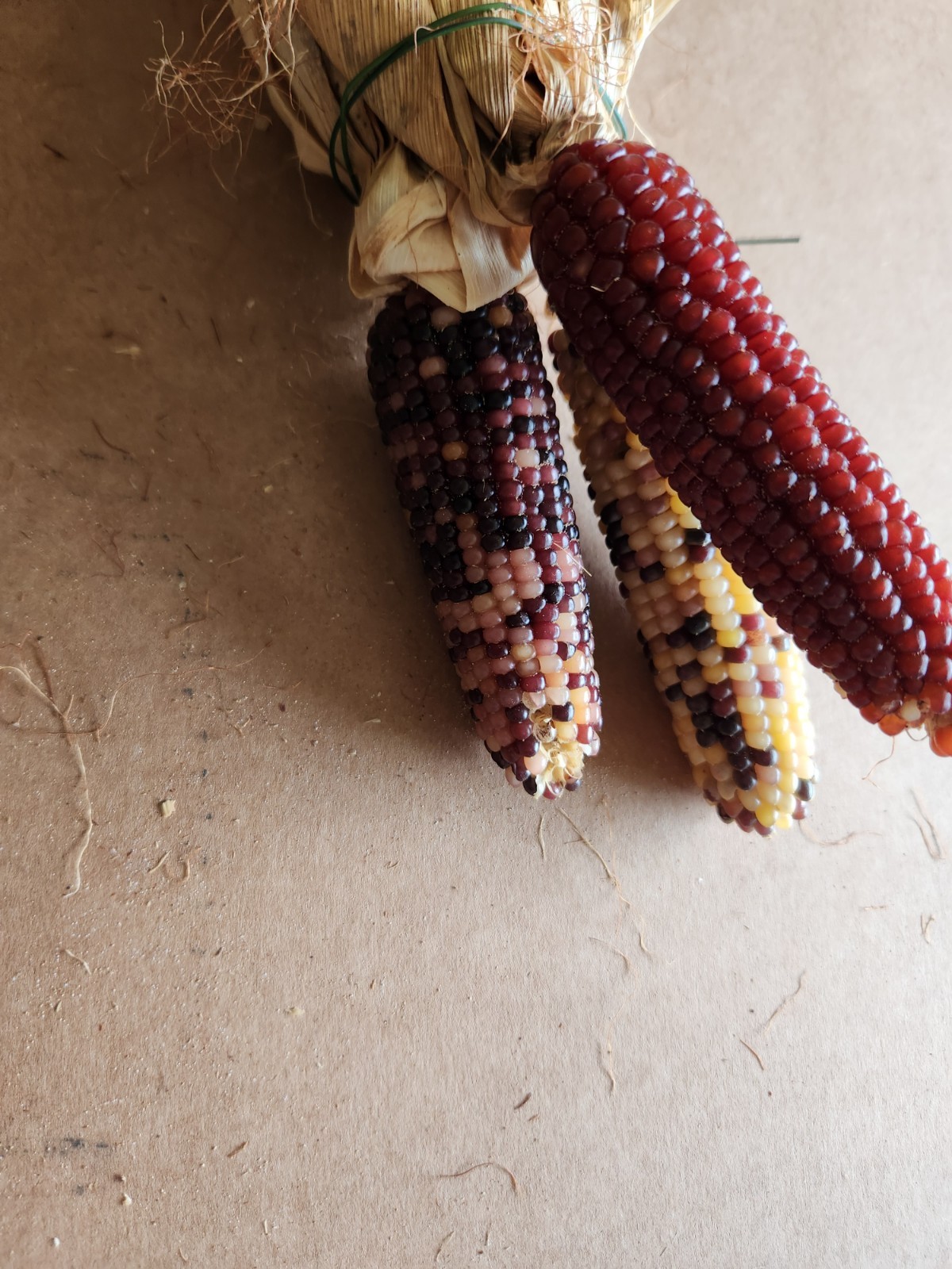 Mini Indian Corn, Approx 5″ Long – Thanksgiving, Fall, Decor, Small #7