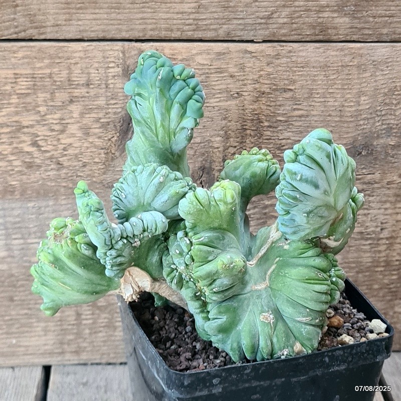 D5759 MYRTILLOCACTUS GEOMETRIZANS CRESTED pot12-H15-W18 cm MaMa Cactus