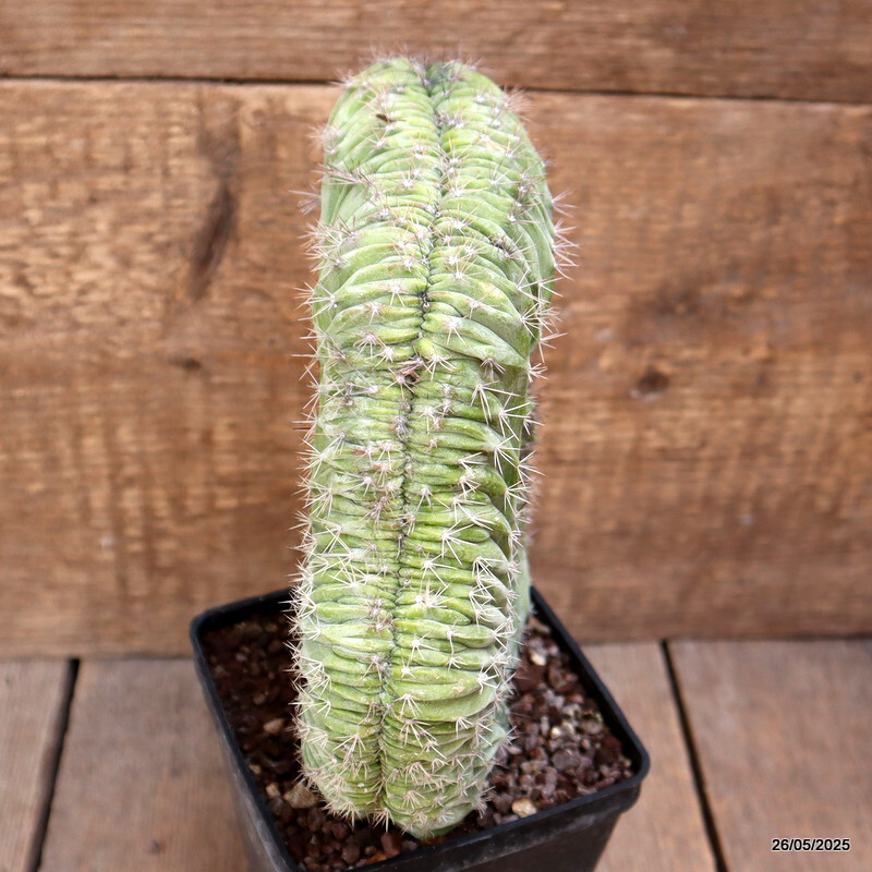 D4375 POLASKIA CHICHIPE CRESTED pot10-H20-W15 cm MaMa Cactus