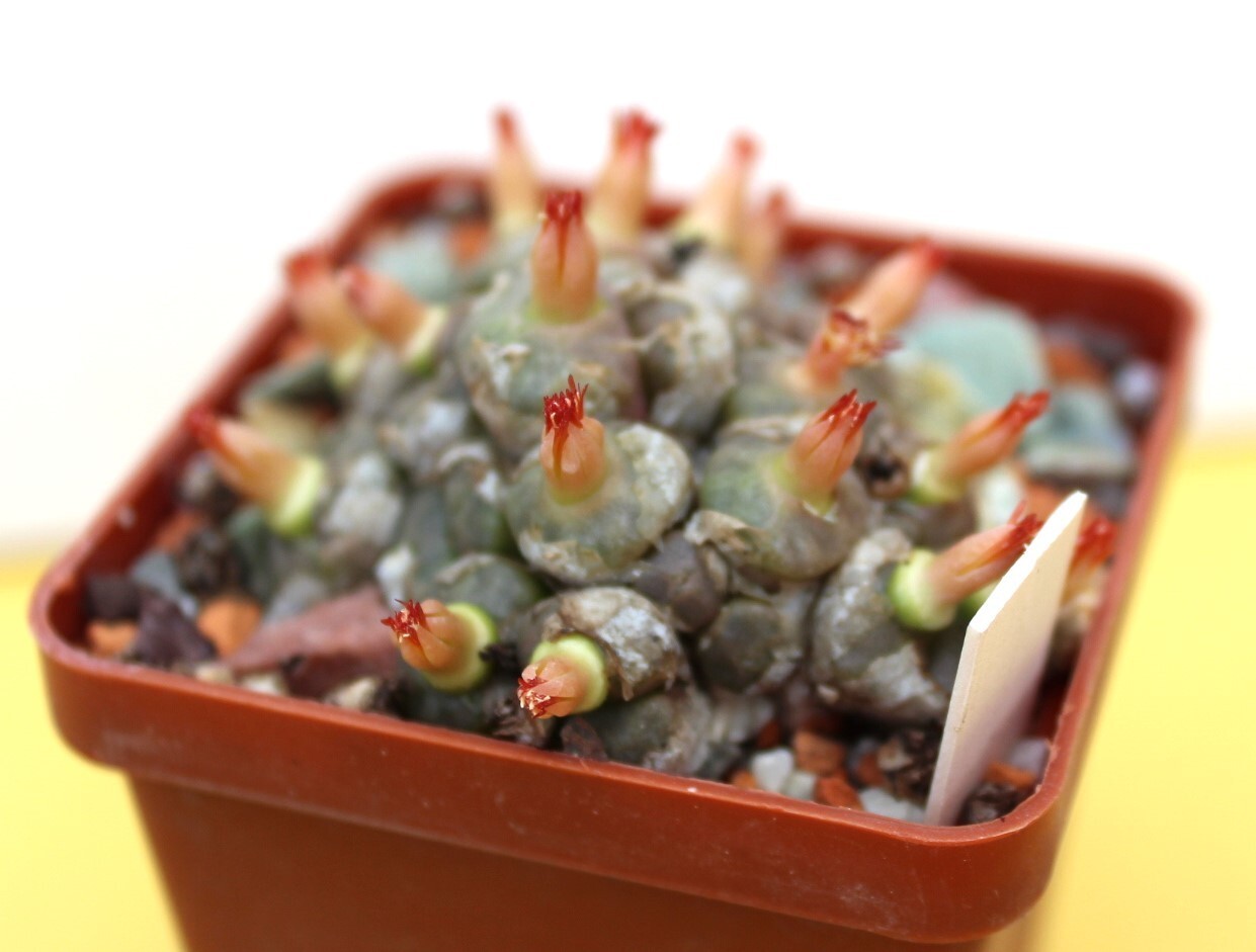 Conophytum angelicae big smooth head MG 1410.61/6599/ D55mm grown from seeds