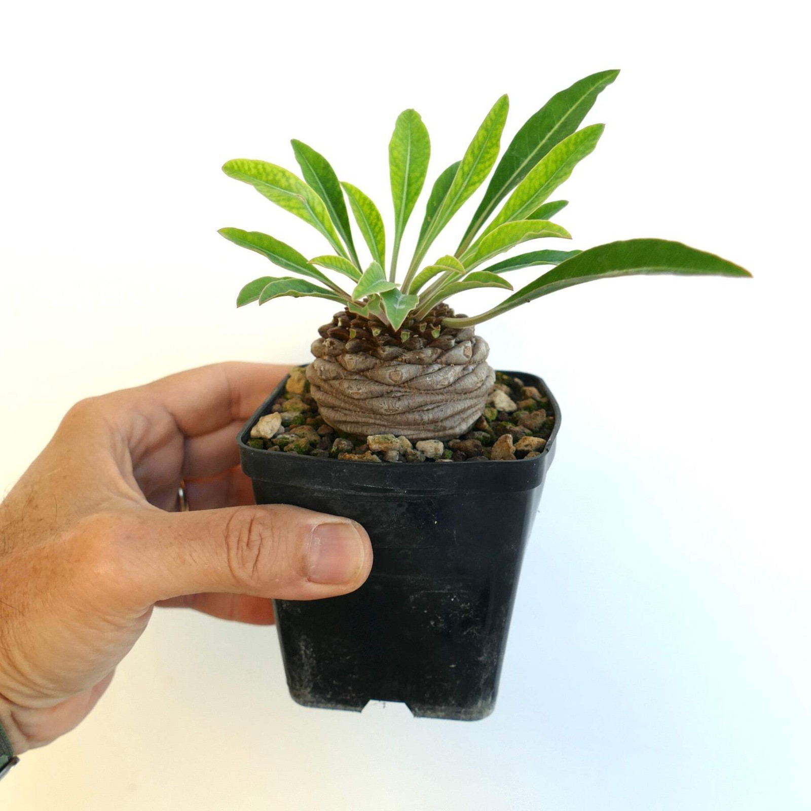 Euphorbia bupleurifolia MALE specimen – caudex succulent