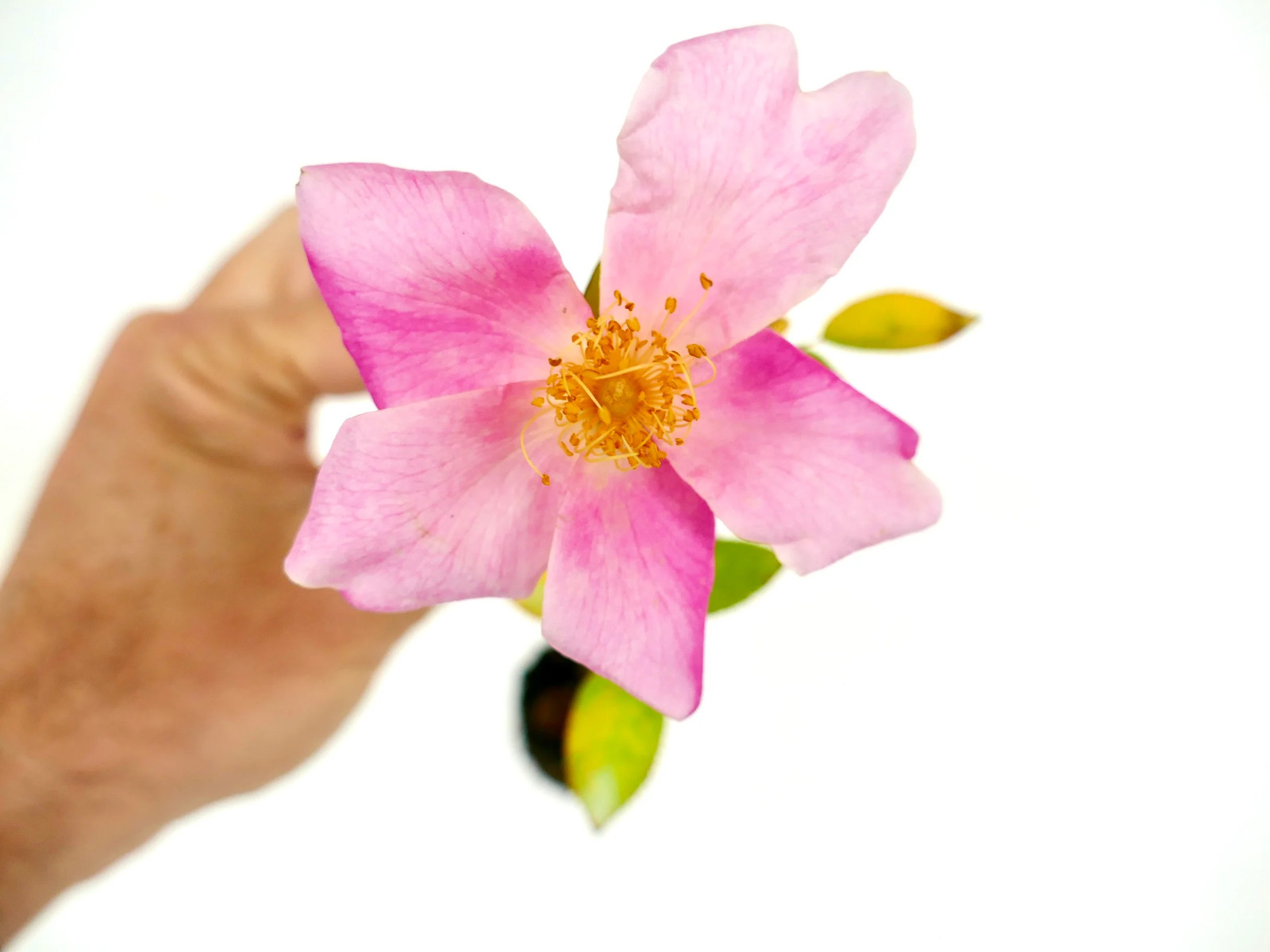 Rosa canina – Dog rose