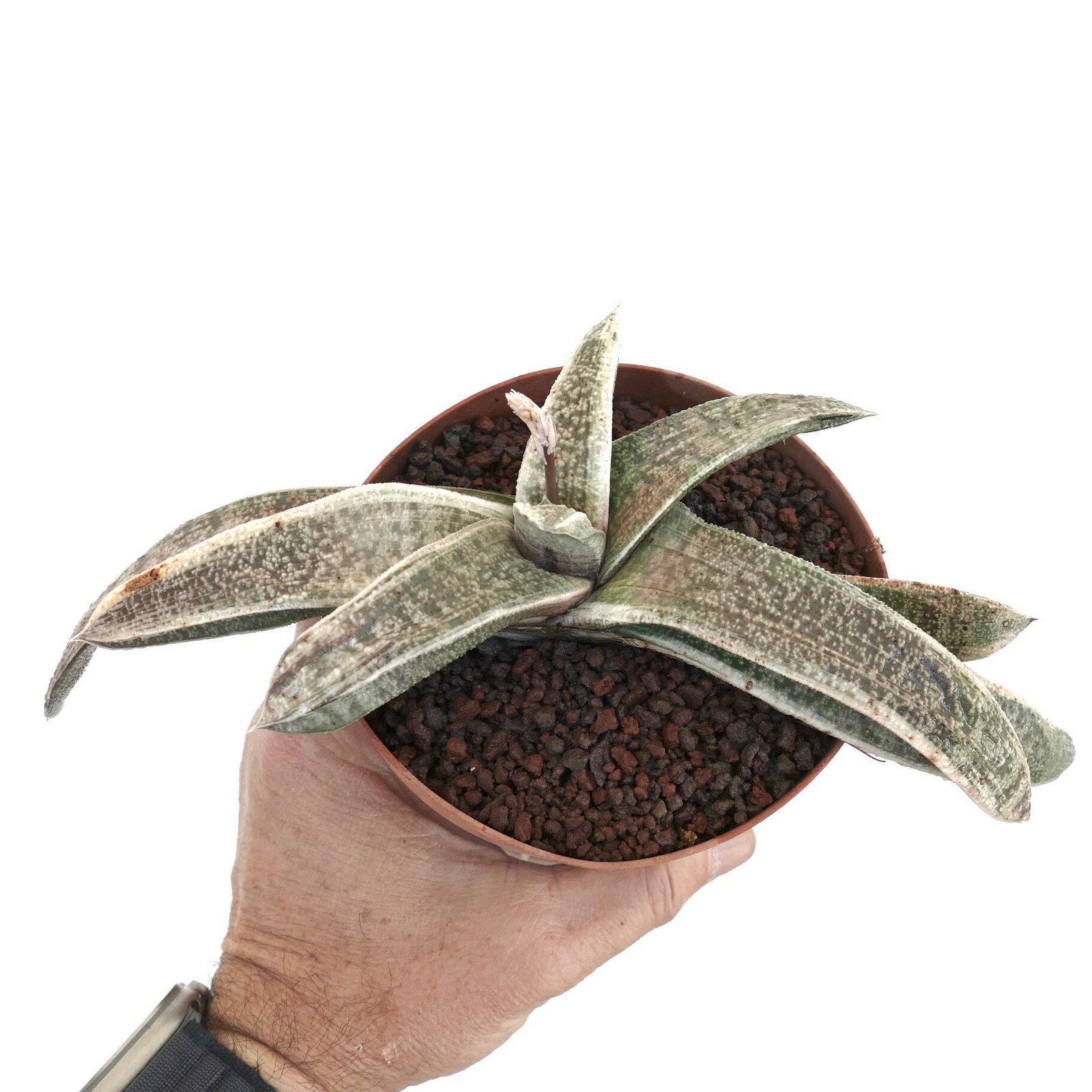Gasteria batesiana VARIEGATED cv. ‘ White Carrara Marble’ – Bates’ gasteria | Ox