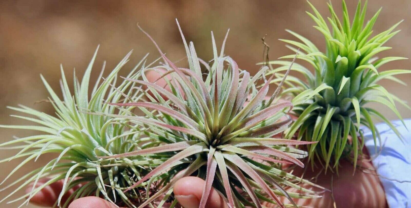 (Tillandsia) Air plants – Ionantha 3 x plant mix – Red Green & Rubra – Easy care