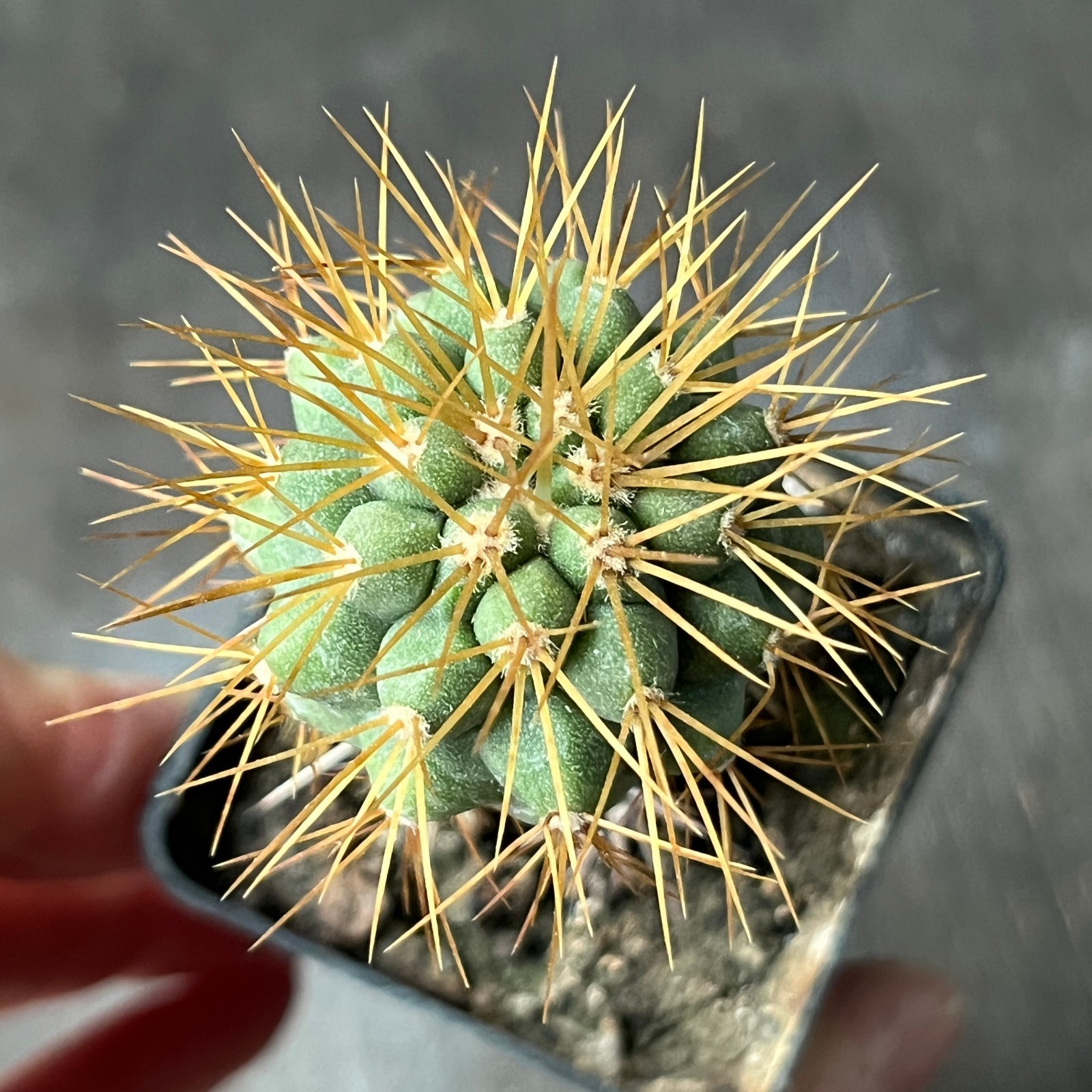 A21-128 Copiapoa cinerea v. tenebrosa, JN1692 Cerro Mont Perrales, Ant (Grafted)