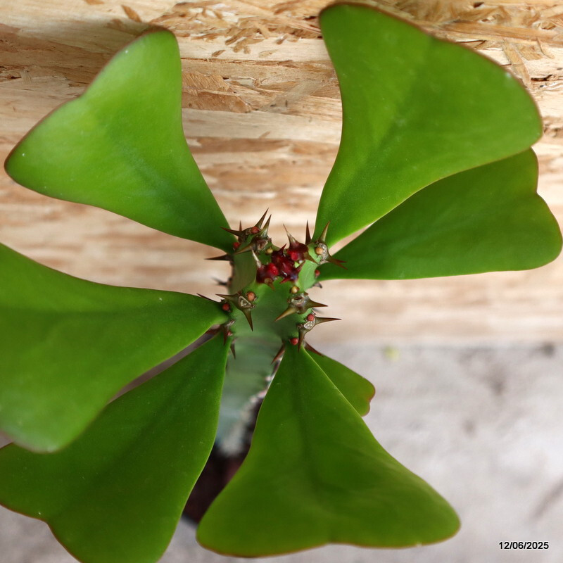 D4579 EUPHORBIA DESMONDI pot12-H50-W4 cm MaMa Cactus