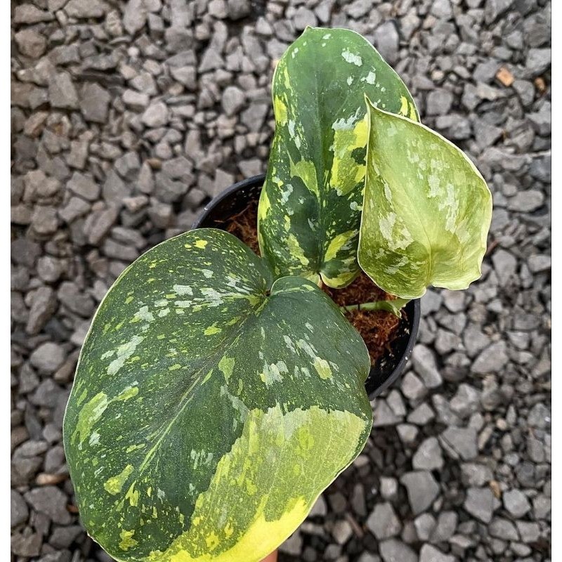 Scindapsus Baticon, Rare Variegated, Real Picture, Aroid Houseplant