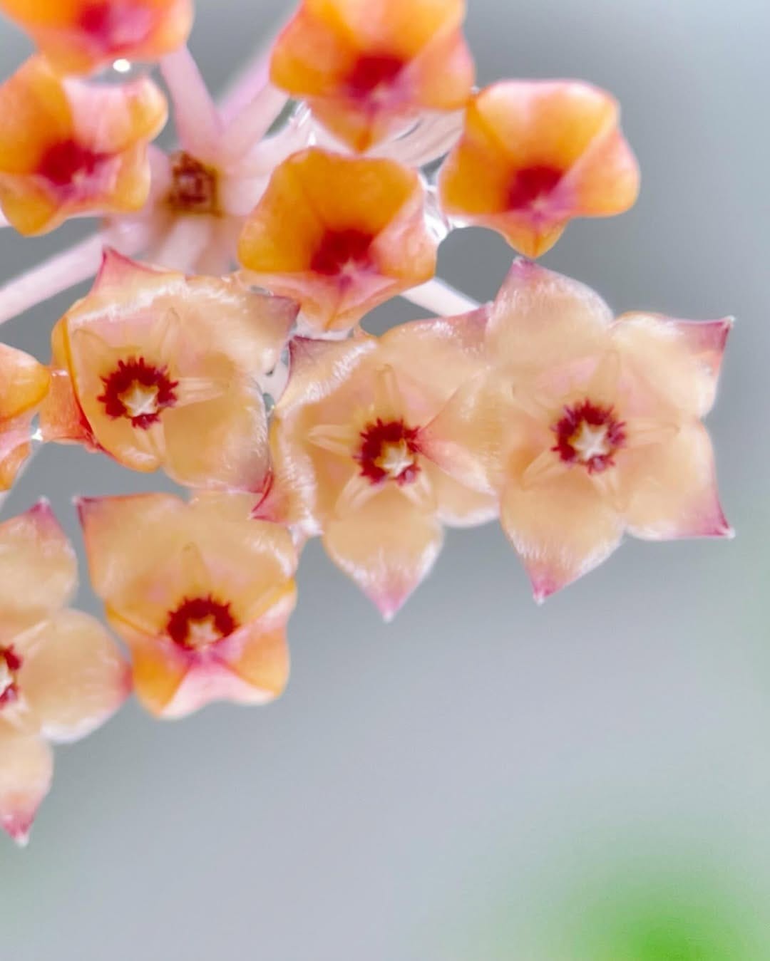 Hoya Boycei Mini Sp Borneo Rare Tropical Wax Plant