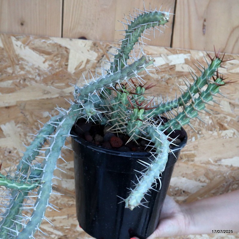 D5345 EUPHORBIA SAXORUM pot18-H82-W33 cm MaMa Cactus