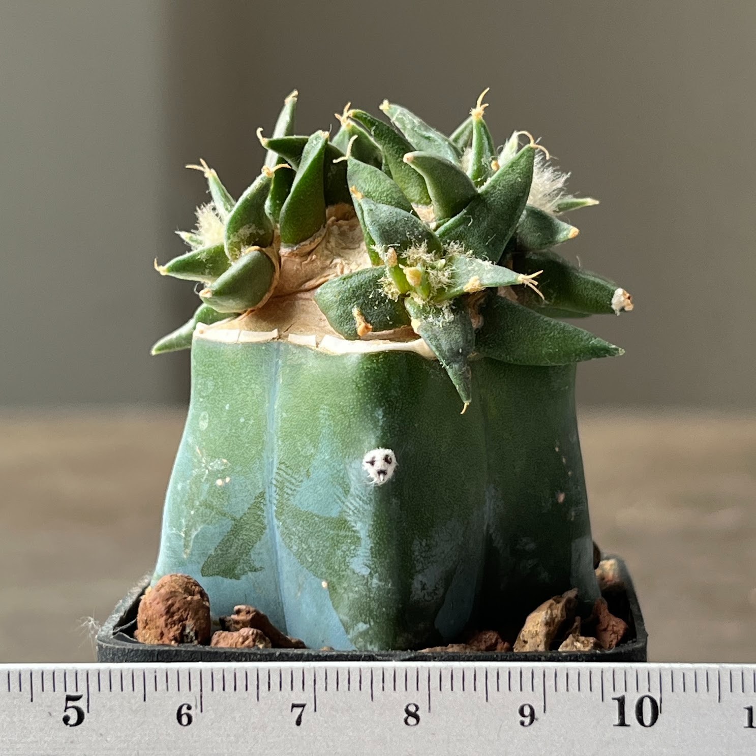 A56-911 Cactus hybr (scaph x trig), grafted