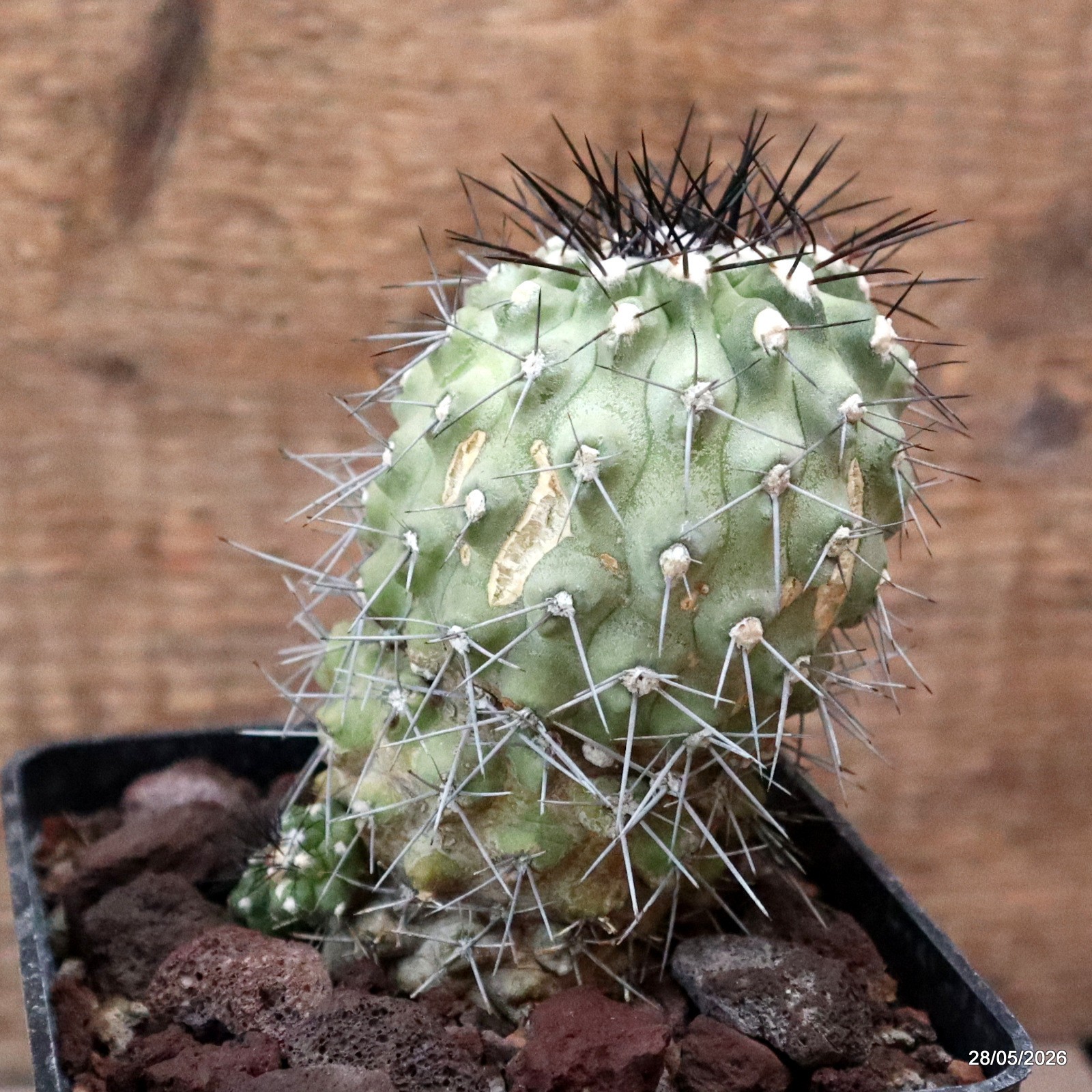 D3383 COPIAPOA ESMERALDANA pot10-H7-W5,5 cm MaMa Cactus