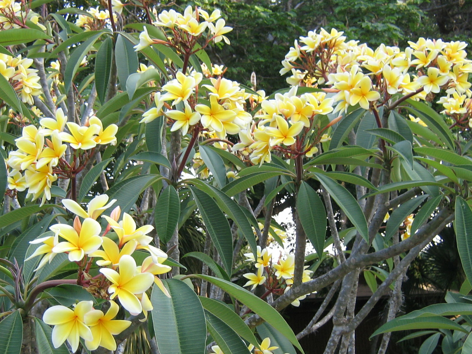 HAWAIIAN YELLOW PLUMERIA FRANGIPANI PLANT CUTTING – 9 – 12 IN. LONG UNROOTED