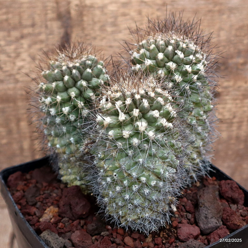 D3650 COPIAPOA PAPOSENSIS pot14-H11-W12 cm MaMa Cactus
