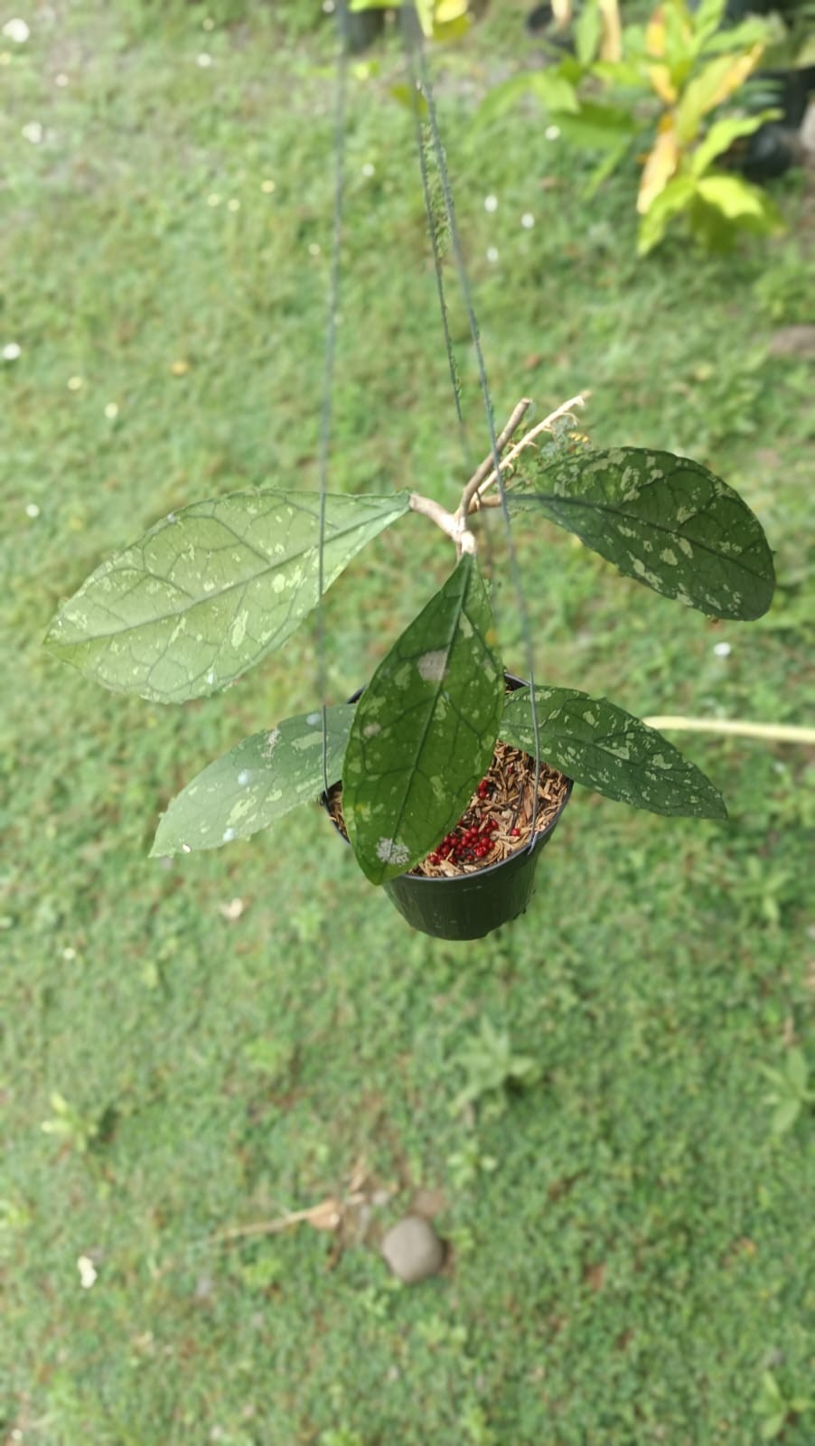 Real Picture Hoya Clemensiorum Splash Sp Borneo Rare Wax Plant