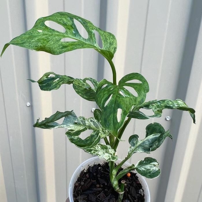 Monstera Adansonii Mint Indonesian Marble Variegated – Live Plant Grow in Pot