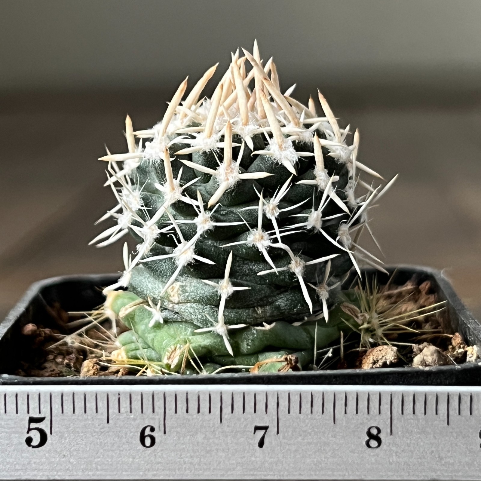 A27-632 Cactus peeblesianus FH.051.1., Coconino Co, Az., grafted