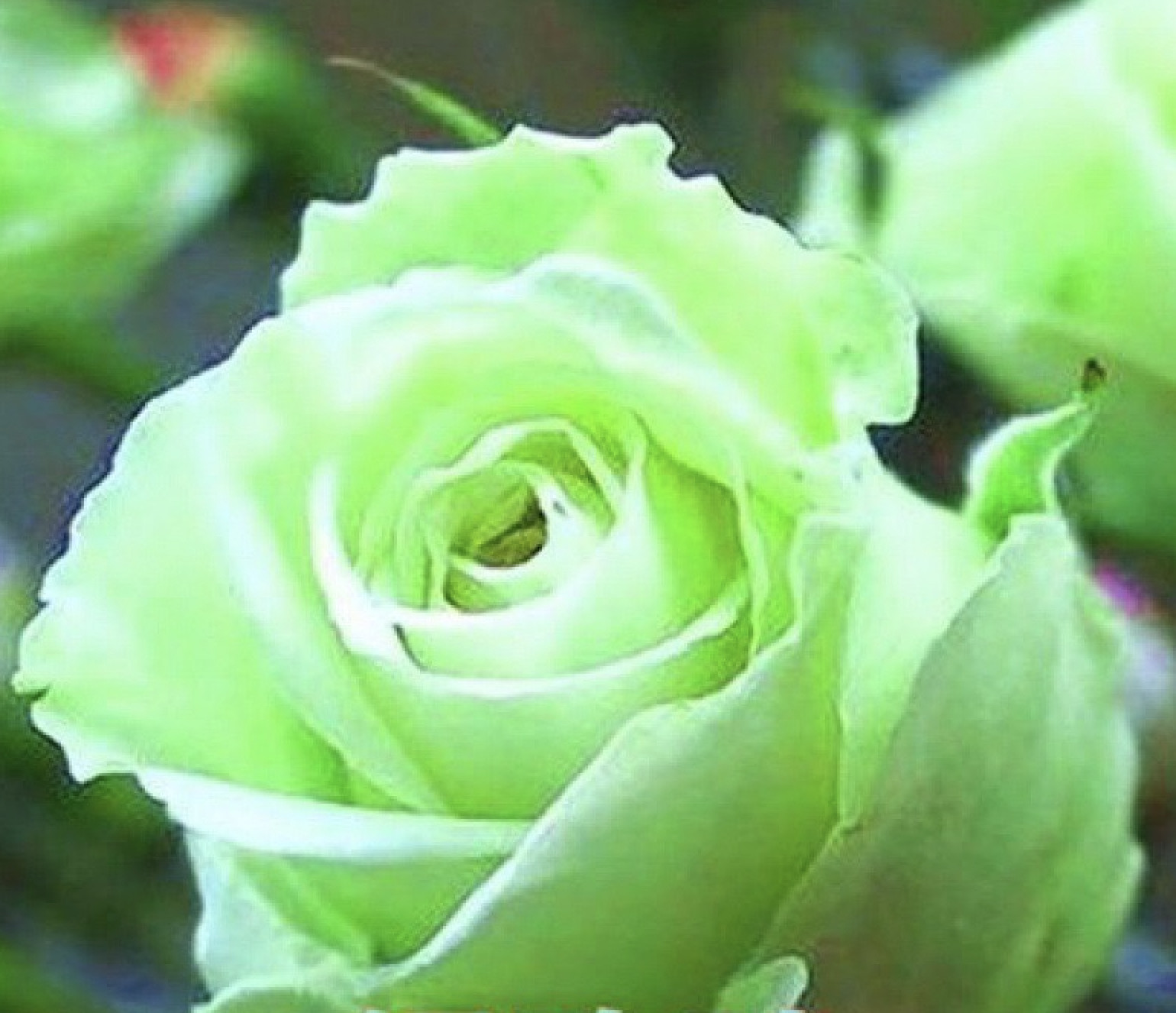 (10) CLASSIC ROSE SEEDS perennial flower garden plant bush tea USA SELLER TRACK