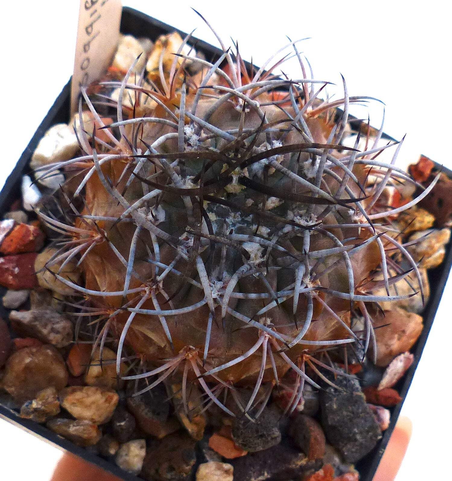 Neoporteria subgibbosa SEEDS – Rare Cactus SEEDS
