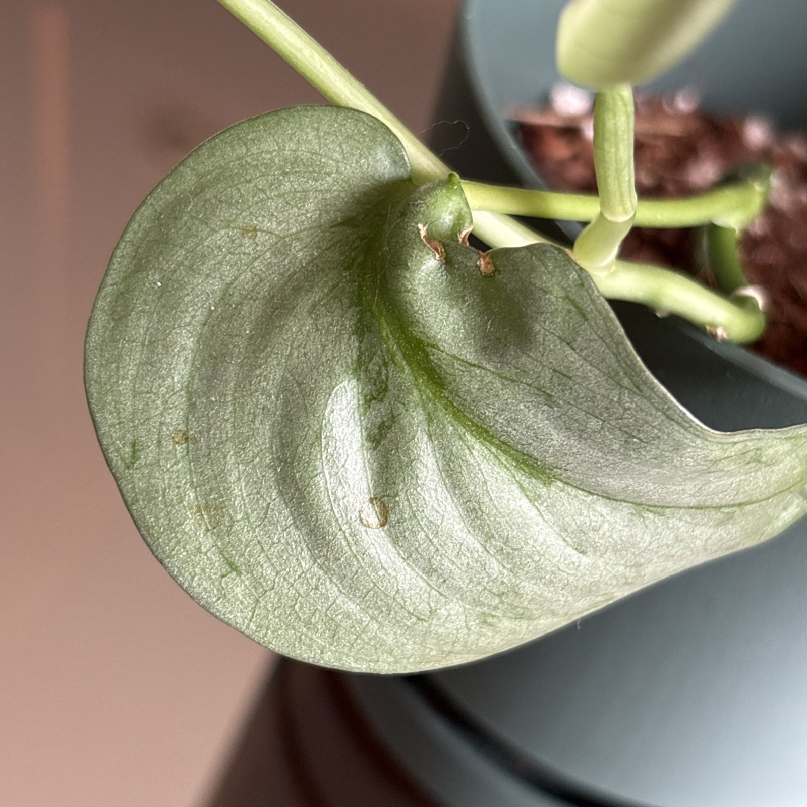 Scindapsus Silver Hero or Platinum – Live Plant Growing in green pot.