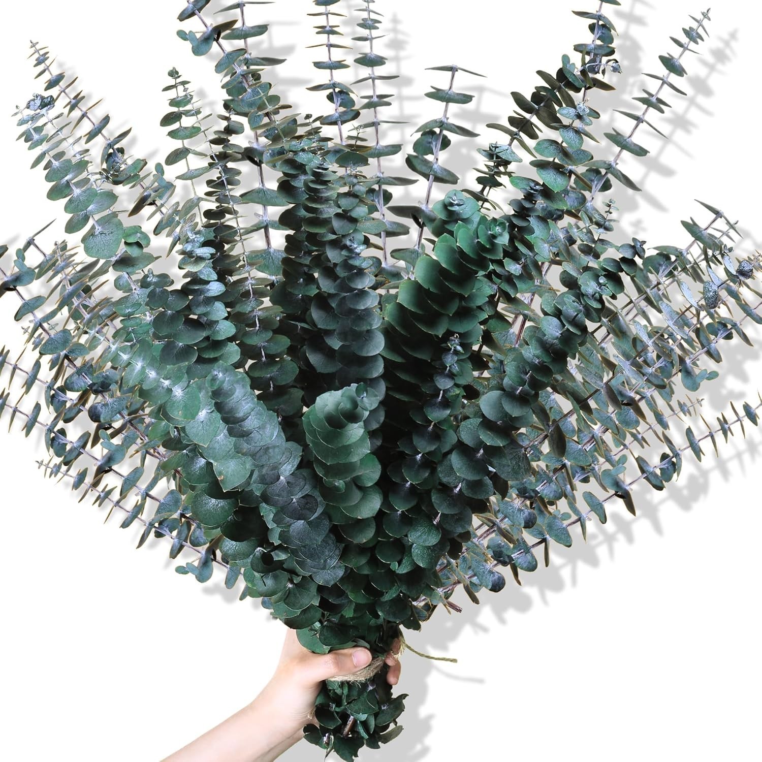 30Pcs Dried Eucalyptus Stems 17″ Real Preserved Eucalyptus Plant for Shower F