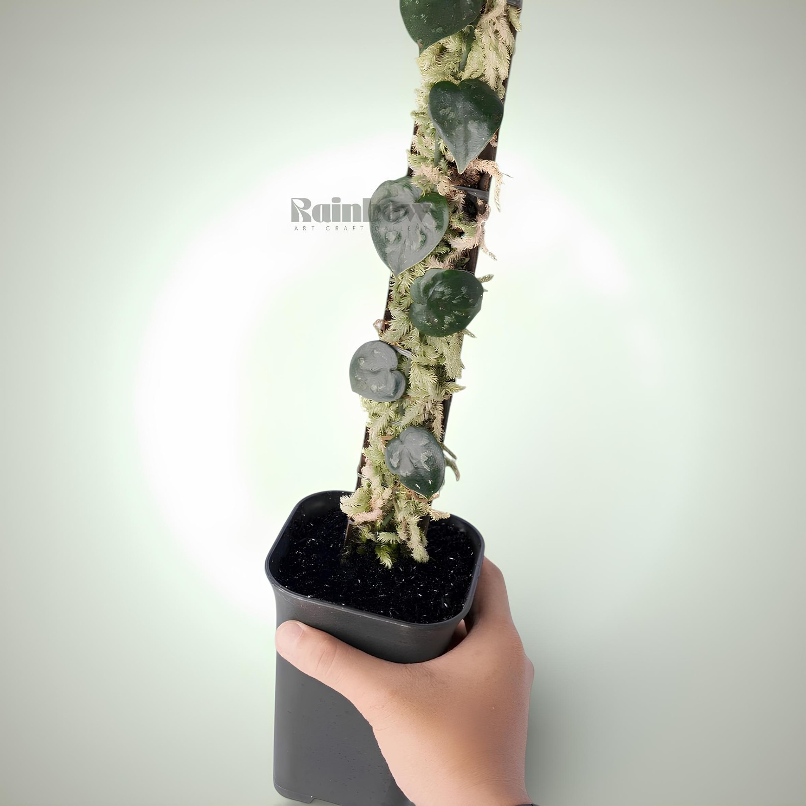 Scindapsus Black Mamba Jungle Plant