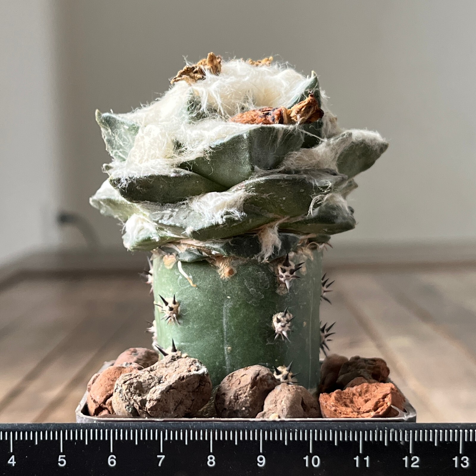 A35-106, Cactus ario multihybrid