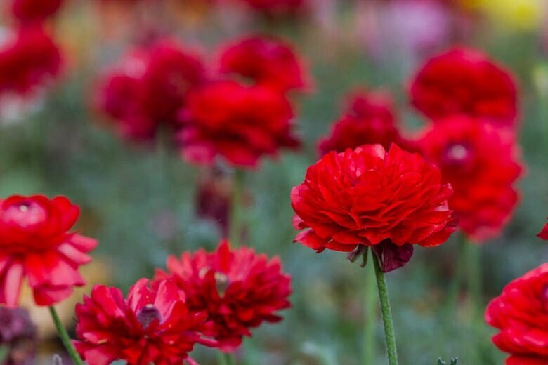Ranunculus asiaticus ‘Tecolote Red’ Persian Buttercup Bulbs Tubers Deer and