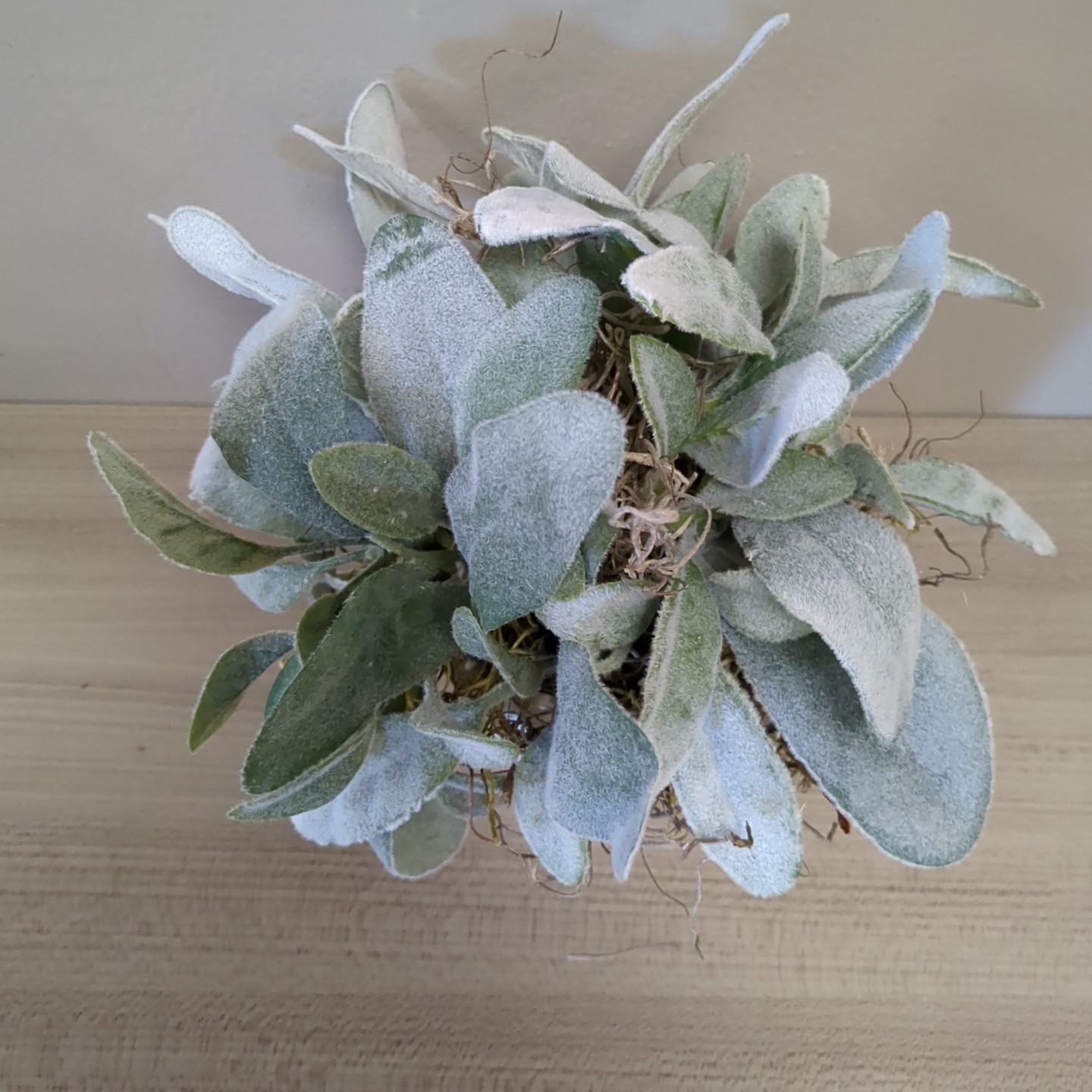 Spring Lamb’s Ear Topiary Shelf Sitter Decor