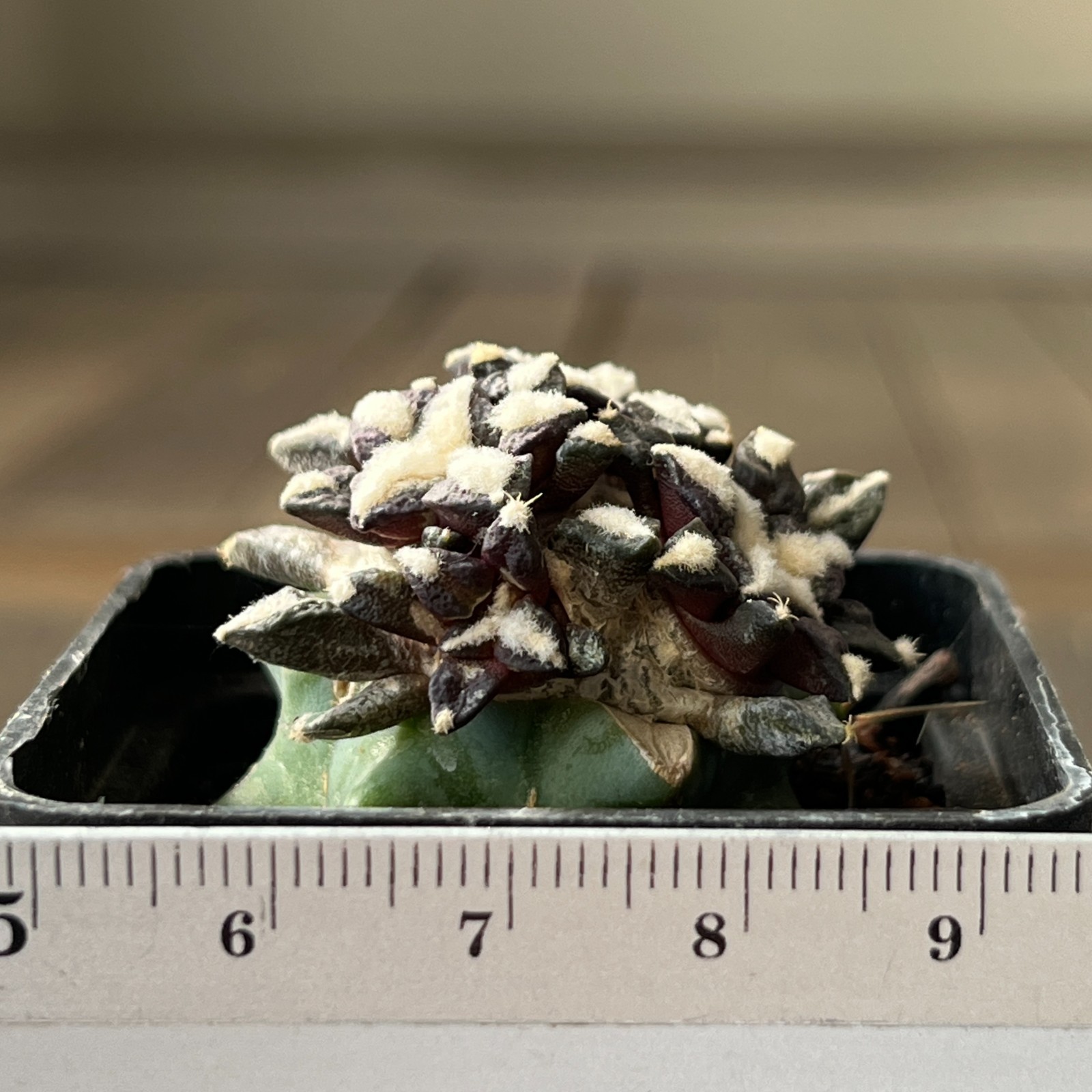 A32-278 Cactus kotscoubeyanus, VM526, S Lucio Blanco, Coa, grafted