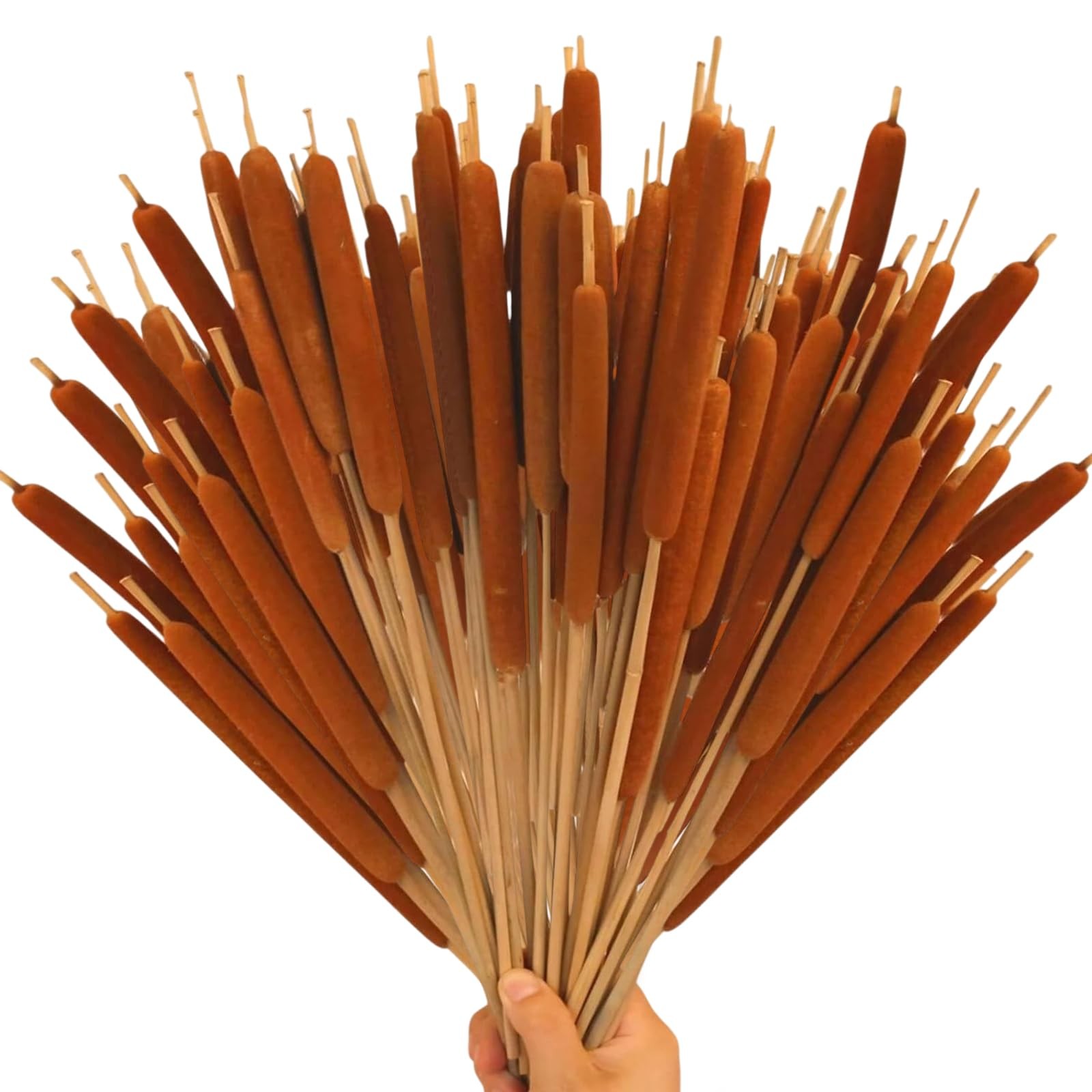 40 Pcs Large Natural Brown Cattails Flowers 17 Inch Real Dried Cattails Stems…