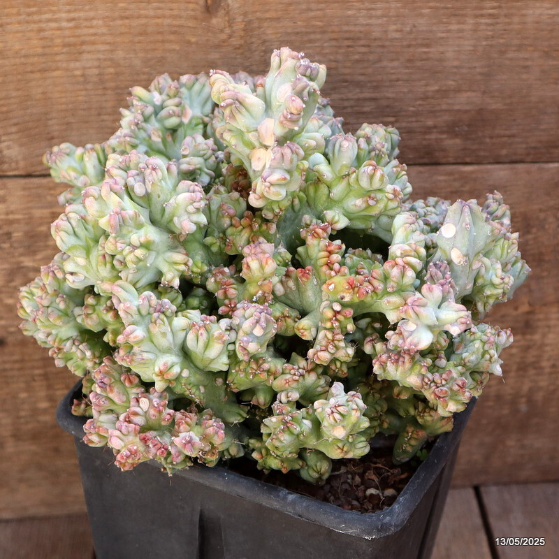 D4093 MYRTILLOCACTUS GEOMETRIZANS STRICTUS pot15-H20-W24 cm MaMa Cactus