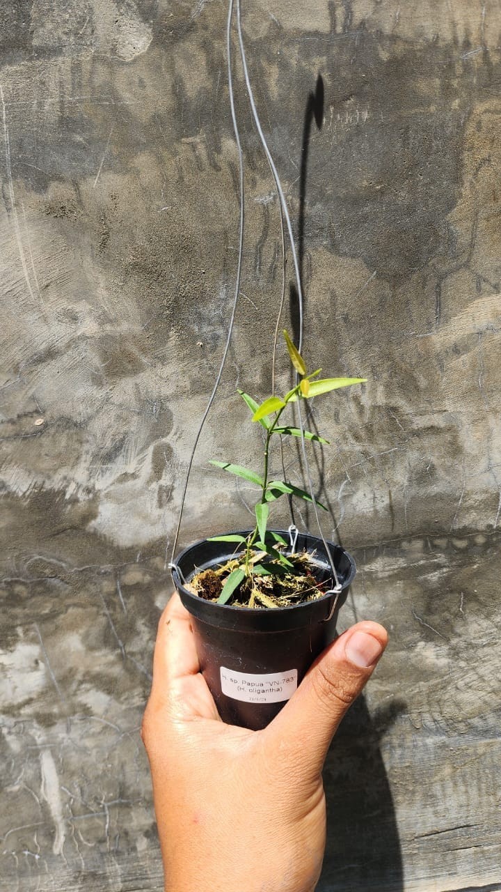 Hoya AFF Oligantha SP Papua Rare Tropical Wax Plant