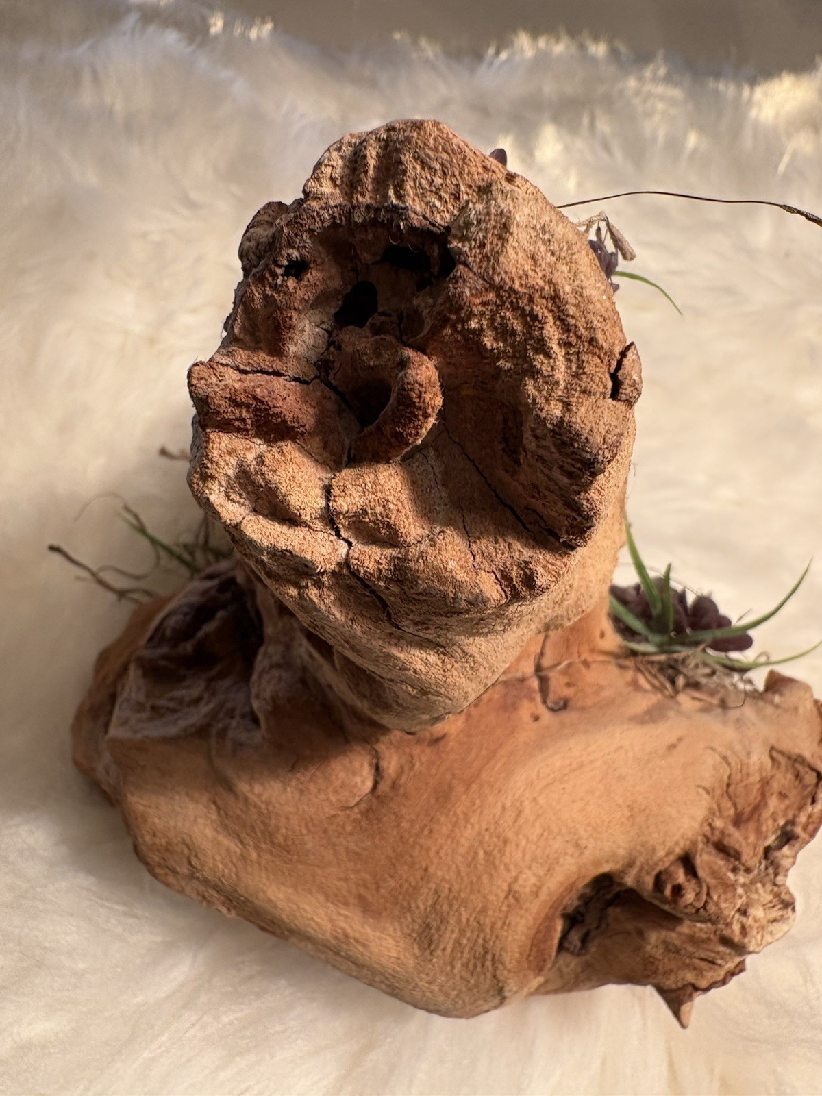 Grapewood Branch Natural Rare Piece Decorative With Colored Succulent Grass