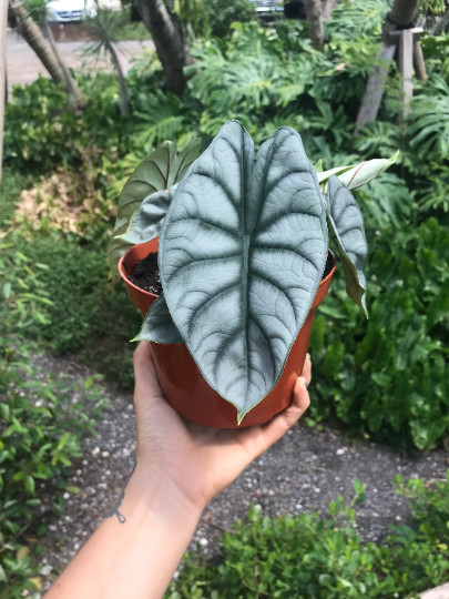 Alocasia Badinga ‘Silver Dragon’ 4″ Pot| RARE Indoor/Outdoor Live Tropical Plant