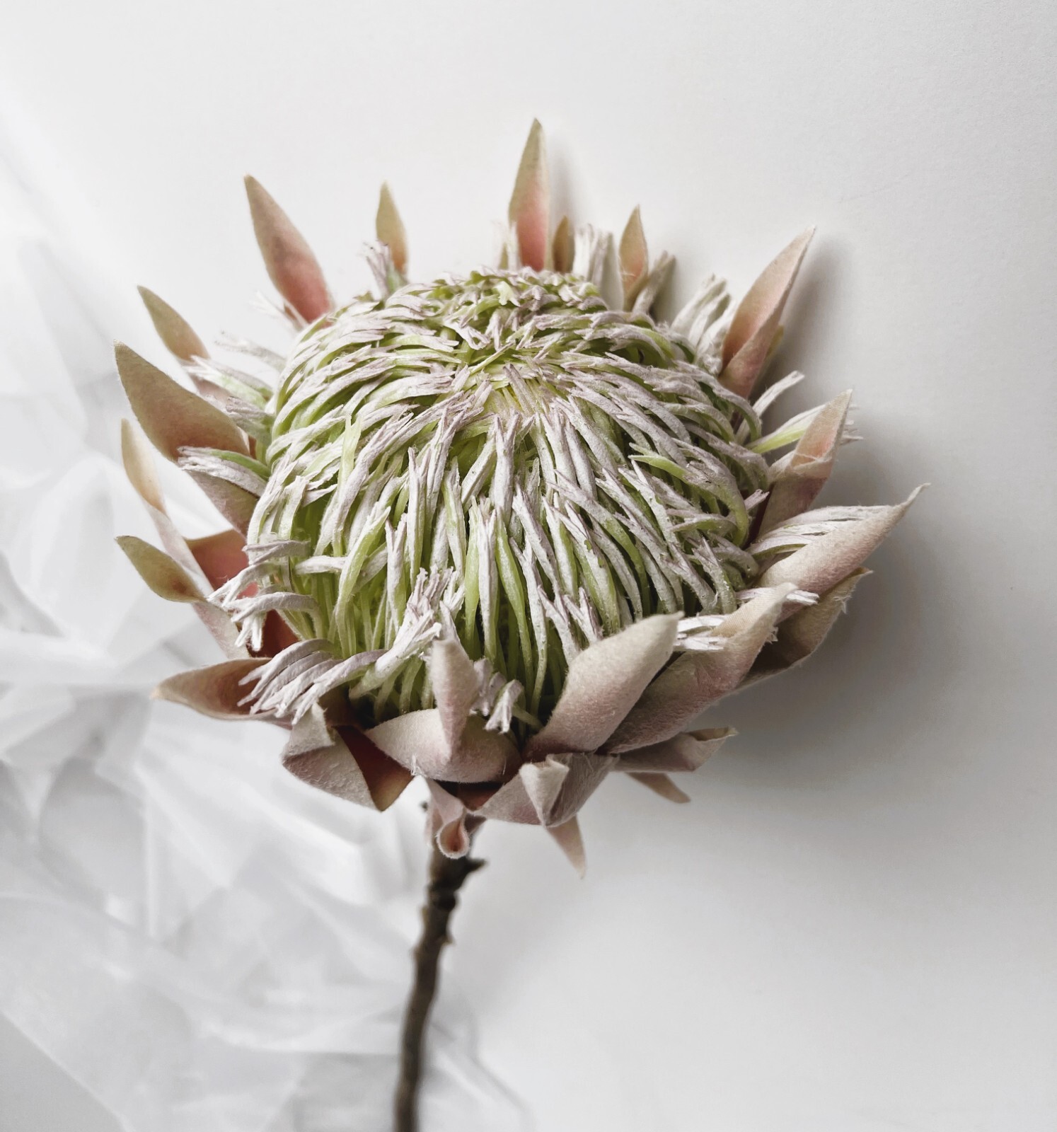 King Protea Stem Australian Native Flowers Blush Cream Protea Flower Stem x 1