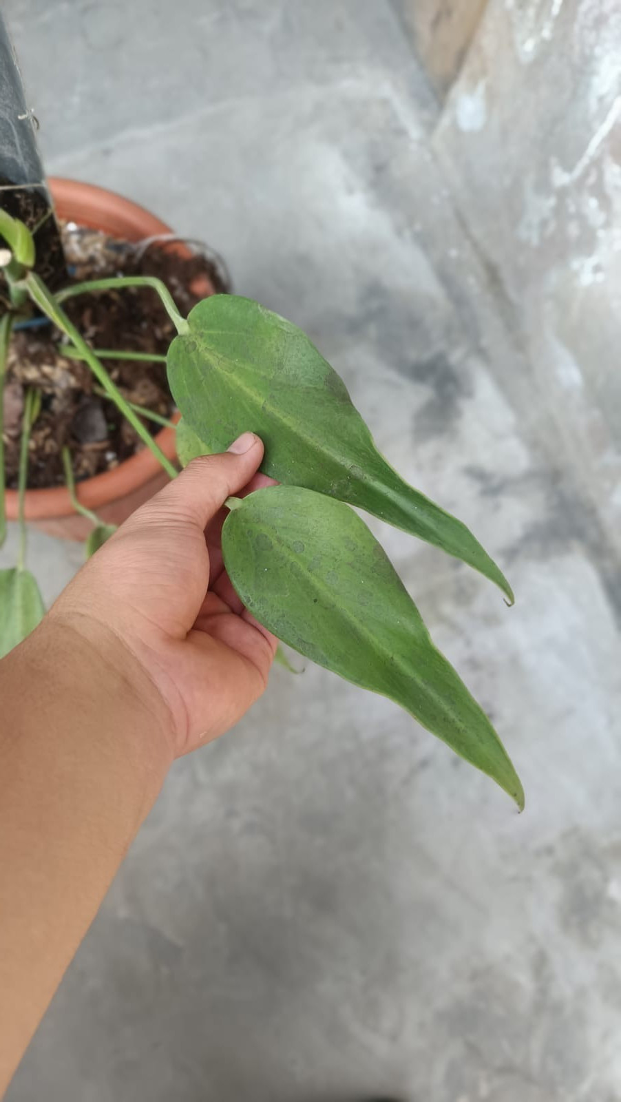 Sansevieria Guardian (Wali) Rare Unique Snake Plant